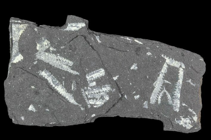 Fossil Graptolite Cluster (Didymograptus) - Great Britain #103416